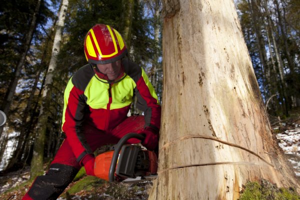 Forstarbeiter beim Sägen eines Baumes